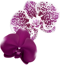 FlorVideo1Izq