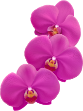 FlorVideo2Der
